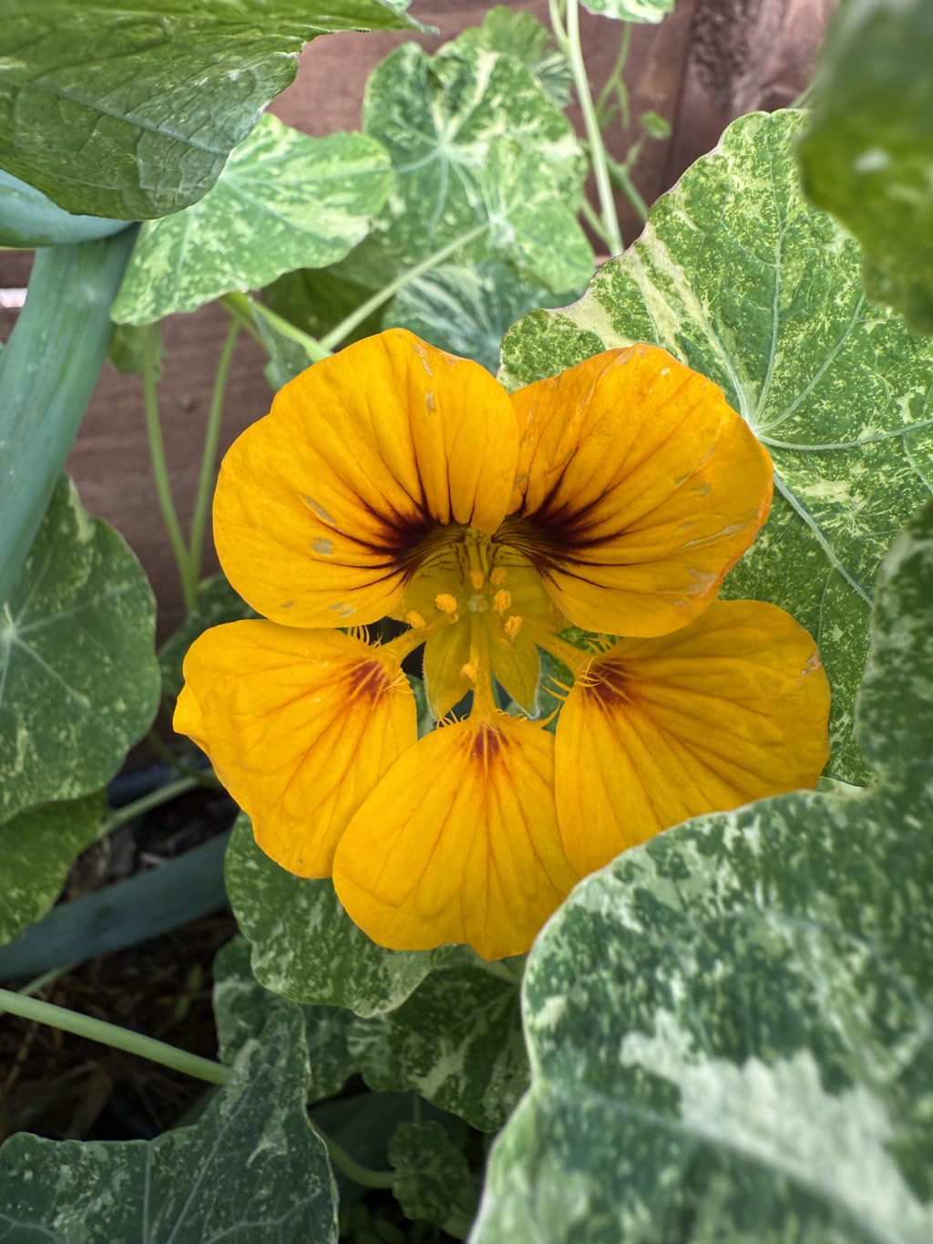 A vibrant and striking yellow nasturtium flower is the focal point of the scene. The flower has five petals, with the top two petals slightly overlapping each other, forming a funnel-like shape. The petals exhibit a gradient of color, with the base of the petals showing a deep reddish-brown hue that transitions to a bright yellow towards the edges. Each petal has a slightly crinkled texture and some spots of discoloration. The flower is surrounded by large, irregularly shaped green leaves with a variegated pattern of white and light green patches. The background consists of more leaves and stems, with a hint of a wooden structure, possibly a fence or trellis, visible through the foliage.