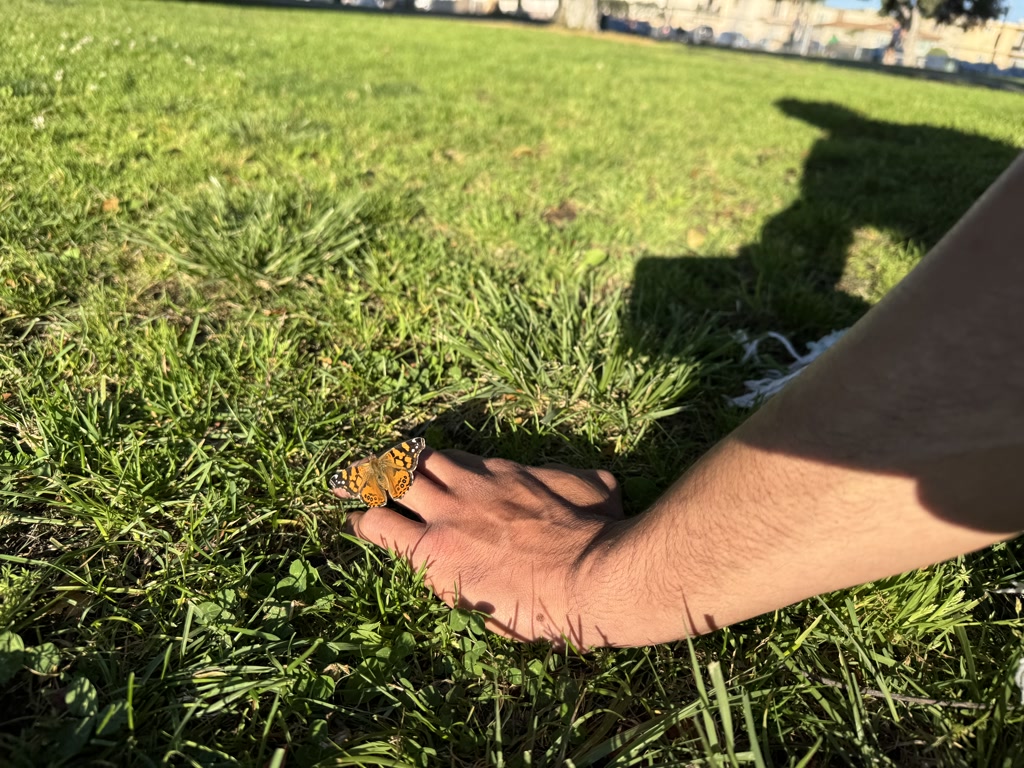 A butterfly with orange and black markings is delicately perched on the outstretched fingers of a person. The background reveals a lush green grassy field bathed in sunlight, suggesting a serene outdoor setting. The shadow of the person's arm can be seen on the grass, created by the bright daylight.
