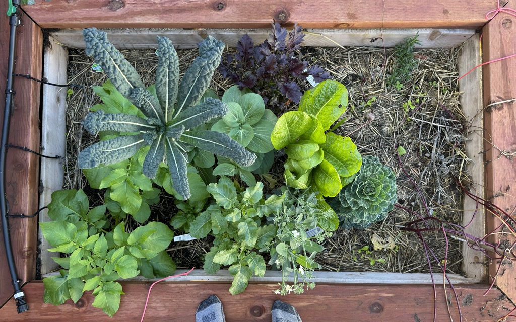 A healthy and vibrant garden bed framed by wooden planks. In the bottom left, there are lush green potato plants. Adjacent to them, the amaranth plants are thriving with full foliage. The broccolini is nearby, showing signs of flowering attempts. Moving upwards, kale plants are visible with their characteristic leaves, looking robust. Beside the kale, there's bok choy that appears ready to bolt. Towards the right, romaine lettuce with its crisp, vertical leaves and rainbow mizuna with distinct colorful leaves are both flourishing. In contrast, the Brussels sprouts plant seems to be underperforming and doesn't match the vitality of its garden companions. The garden is mulched with straw, and a drip irrigation system is installed for watering.
