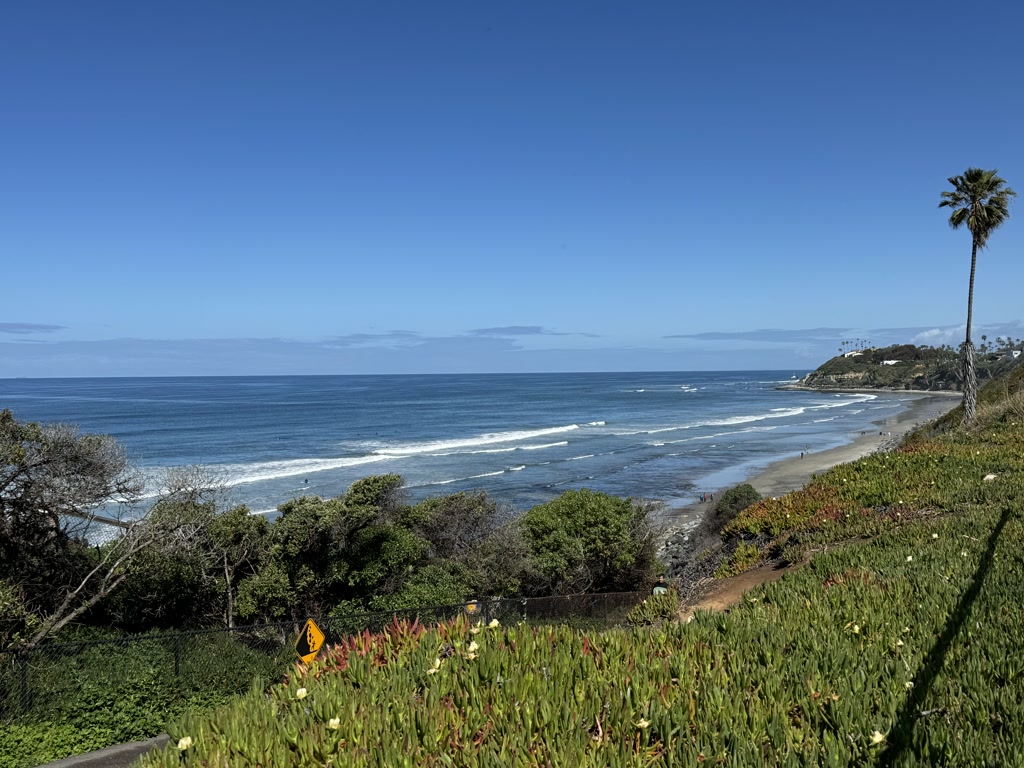 A scenic view showcasing a wide beach with gentle waves lapping at the shore. A line of surfers can be seen taking advantage of the rolling surf. The beach is framed by lush greenery and ice plant on the foreground hillside, with a leaning palm tree to the right adding a tropical essence. A clear blue sky is overhead and a soft breeze appears to create small whitecaps on the water's surface. A yellow warning sign is partially visible on the left, nestled among the plants.