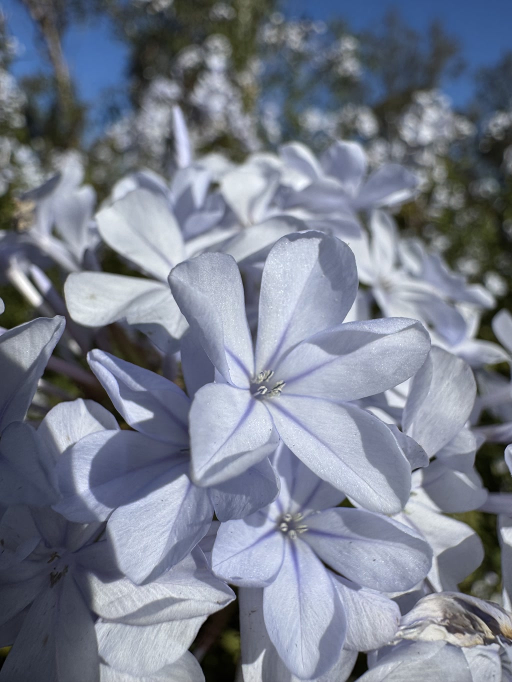 A close-up view of delicate pale blue flowers with multiple petals radiating from a central point. Each flower features five rounded petals with subtle veins and a small cluster of stamen in the center. The flowers are basking in bright sunlight with shades of blue in the petals varying slightly due to the play of light and shadow. In the background, more such flowers and some green foliage can be seen forming a natural, blurred backdrop.