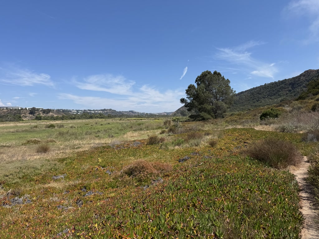 A scenic view of a natural area featuring a diverse landscape with a clear blue sky overhead. A small dirt trail meanders through the foreground, surrounded by patches of green grass and clusters of low-lying plants with reddish tips, suggesting a coastal or wetland habitat. In the middle ground, a wide expanse of flat, green vegetation stretches out towards a line of low hills. The distant hills are covered in dense shrubbery and trees, exhibiting a range of green hues. Buildings peek out from the foliage on the left, indicating the proximity of a residential or urban area. It's a vibrant and peaceful scene that evokes the tranquility of a wilderness area adjacent to civilization.