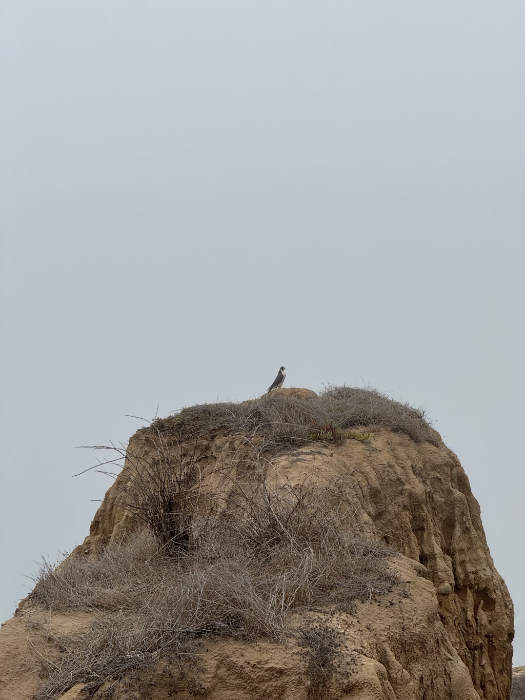 A lone bird is perched on the peak of a rocky outcrop. The rock is brown and rugged, with sparse patches of dry vegetation clinging to its surface. The sky in the background is overcast, giving the scene a somber and serene atmosphere.