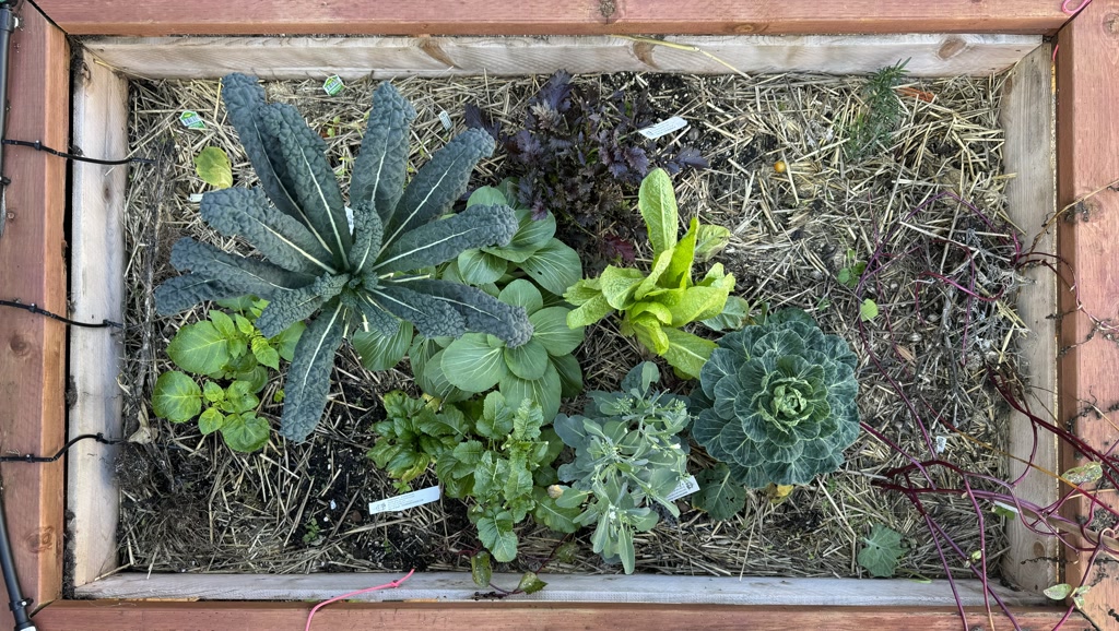 A wooden raised garden bed is filled with a variety of plants. On the left, there's a plant with elongated, textured green leaves, possibly Tuscan kale. In the center, smaller green leafy plants are growing densely together. To the right, a green leafy plant with a rosette pattern that could be a type of cabbage or lettuce, and behind it, there's a plant with dark purple, almost black leaves, possibly a variety of purple kale or red cabbage. The garden bed is mulched with what looks like straw, and there appear to be some empty spaces where plants have yet to grow or have been harvested. Small white plant labels are noticeable but the text on them is not legible. A string of small lights runs along the left side of the bed, indicating decorative or functional lighting.