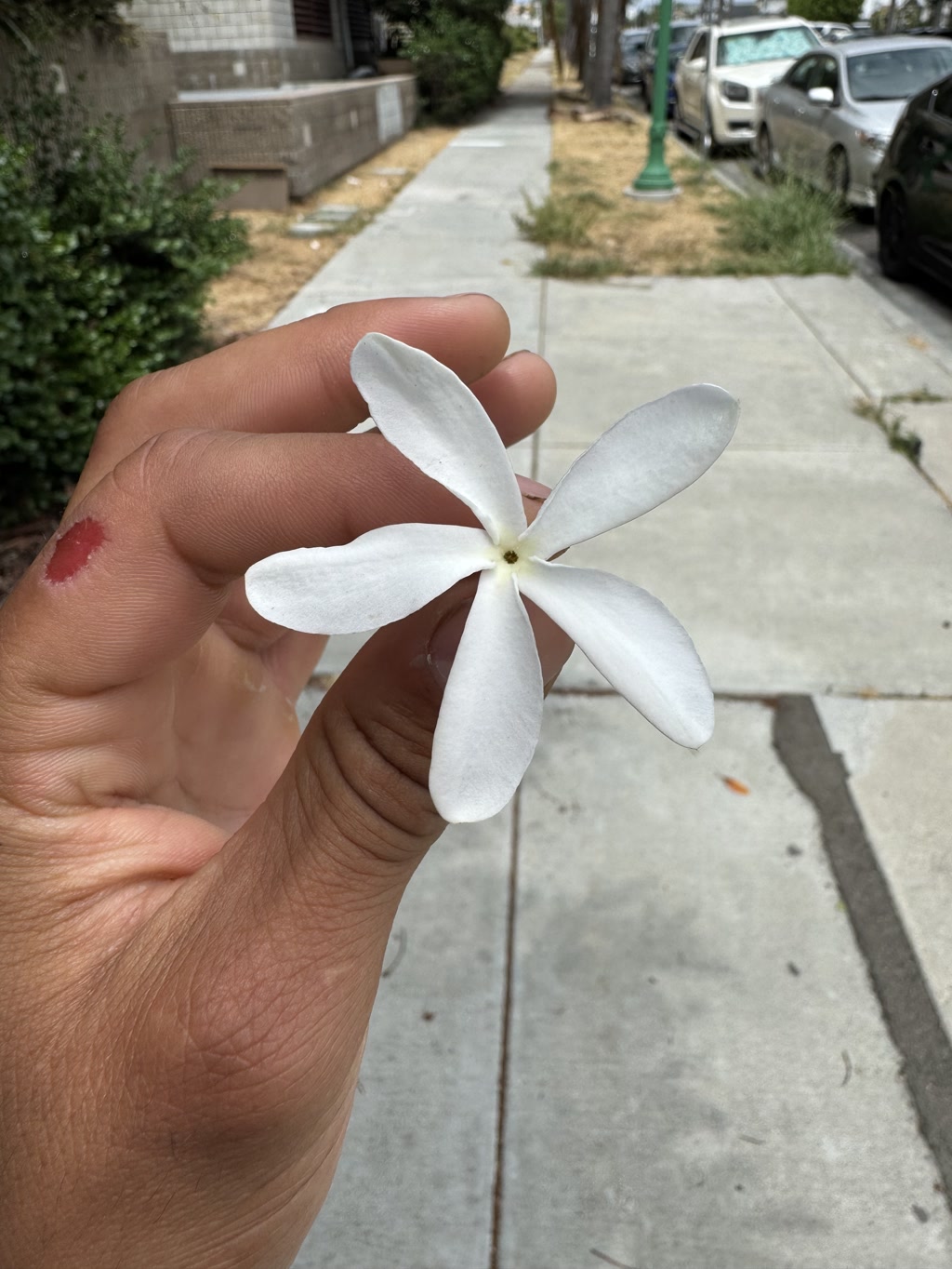 A person is holding a single white five-petaled flower by its stem between their thumb and forefinger. The flower has a star-like shape with a pale yellow center. In the background, there is a sidewalk lined with greenery on one side and a street bordered by parked cars on the other. The person has noticeable skin folds on their fingers, which are normal features of a flexed hand. Additionally, the person exhibits a small wound or abrasion on the back of their hand near the thumb. The backdrop suggests an urban residential area during daylight hours.