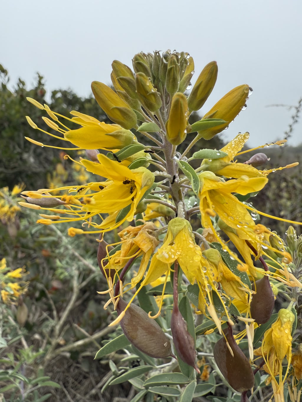 This vibrant scene showcases a cluster of bright yellow flowers with long, slender petals. The flowers have prominent stamens that protrude outwards, creating a dynamic and lively appearance. The plant is adorned with various stages of blossoms, from buds to fully opened flowers and even withered ones. Several ants can be seen crawling on the petals and buds, adding to the natural scenery. Water droplets are visible on the flowers and leaves, indicating recent rainfall or dew. The background is blurred, with hints of greenery and a tree, suggesting an outdoor, possibly wild habitat.