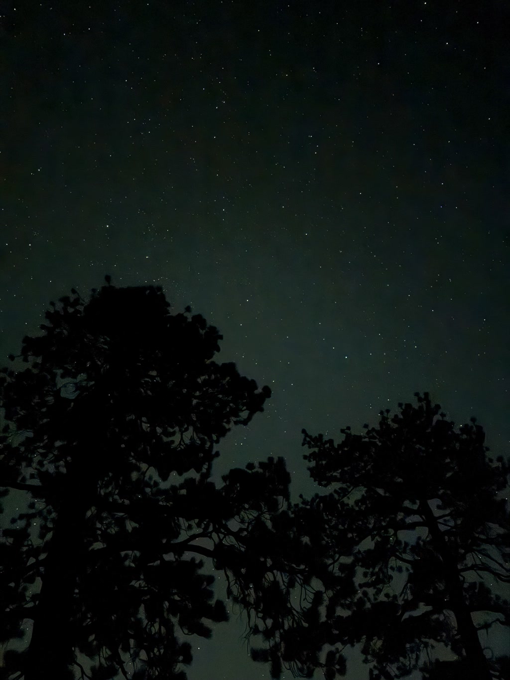 A nocturnal view amidst a forest setting, showcasing silhouettes of tall trees against a dark sky scattered with numerous twinkling stars. The trees appear to be pine or similar coniferous species, standing out in a distinctive profile, with branches extending outward, providing the only visible structure in the otherwise vast openness of the night sky. The subtle variations in the night sky hint at the possibility of a faint glow of the Milky Way or atmospheric phenomena, giving a sense of tranquility and the grandeur of nature at night. It evokes a sense of solitude and might represent the peaceful yet mysterious ambiance one may experience while sleeping in the woods.