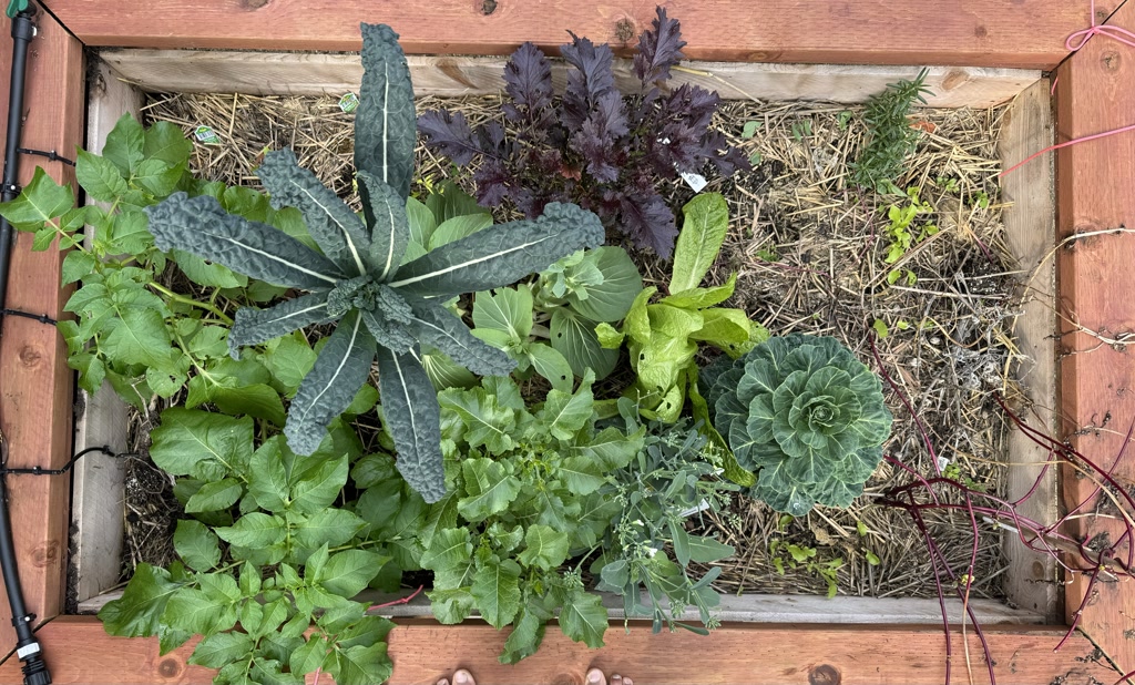 The view depicts a raised garden bed sectioned into squares, with various plants exhibiting signs of growth and maturation. Notable is the dominance of leafy greens, some of which show signs of bolting, characterized by elongated stems and flowering heads, particularly evident in the Amara greens and bok choy. The bok choy appears to be withering or near the end of its life cycle. Amongst the assortment, other plants remain robust and healthy. The bed itself is bordered by light-colored wood, with an adjacent drip irrigation system visible. The ground beneath the bed is comprised of a brick-like surface.