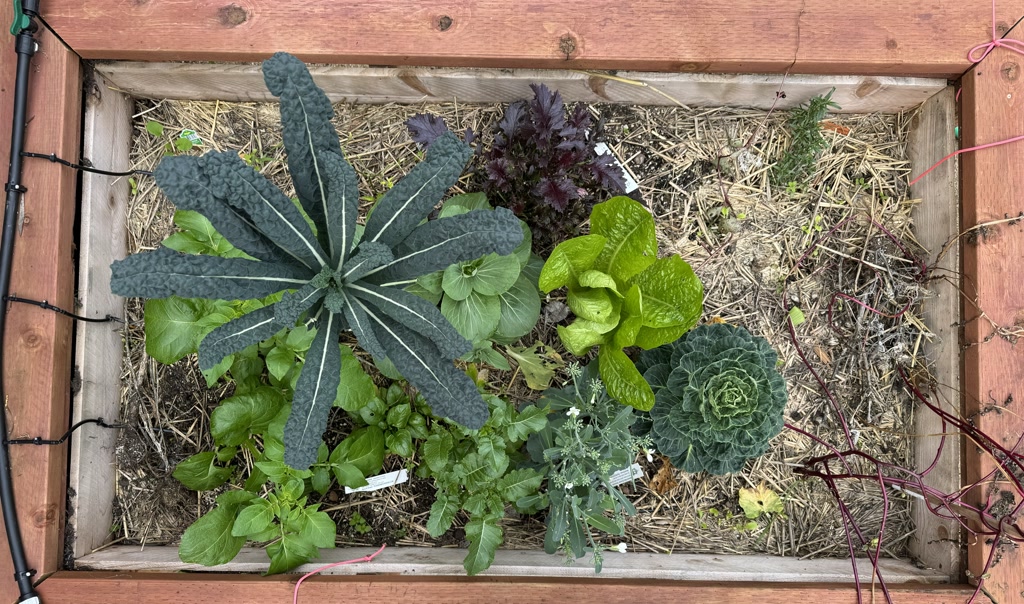 A garden bed with a variety of plants arranged in a wooden frame. From left to right, there's a large, leafy kale with pronounced veins, a cluster of greenery likely consisting of various herbs, a dark purple-red leafy vegetable resembling red leaf lettuce or a similar cultivar, fresh-looking green lettuce with curled edges, and a cabbage-like plant with green-blue compact leaves. The soil is partly covered with straw mulch, and there's a drip irrigation line running across one side. Surrounding the garden bed are wooden planks, suggesting this is a raised bed, and to the right, there are tendrils from a trailing plant, indicative of a vine type of growth, entering the frame.