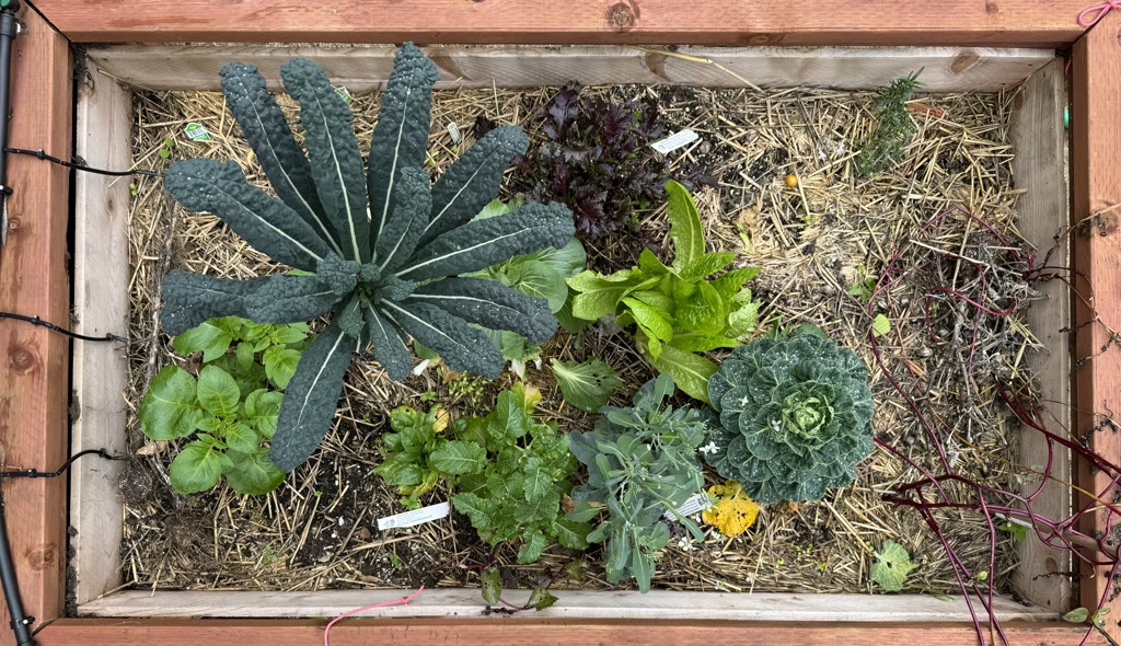 A top view of a raised garden bed filled with various plants. On the left, a large kale plant with deep green, bumpy leaves is prominent. Below it, smaller green vegetables, potentially lettuce or herbs, are nestled together. At the center of the bed, the soil is covered with a layer of straw mulch, and some plant matter appears to be wilting or decaying. To the right, another sizable plant with tightly clustered leaves resembles a green rose or a type of cabbage, possibly ornamental kale. The perimeter of the plant bed is framed by wood, and straw mulch is spread throughout to retain moisture and suppress weeds. Small tags are visible near some of the plants, likely indicating plant varieties or care instructions, but their precise details are not clear. The garden bed is backed by a wooden fence with a string of Christmas lights running alongside the top edge, suggesting a home garden setting.