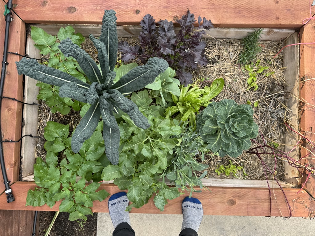 A raised garden bed filled with an array of plants, including a large, dark green kale plant on the left, what appears to be a patch of green lettuce in the center, a compact rosette of green leaves resembling cabbage or bok choy front and center, and a collection of purple-tinged leaves that could be red kale or red lettuce on the right. The bed is constructed with wooden boards, and an irrigation hose is visible along the edge. A person's feet wearing gray and blue socks are visible at the bottom in the photo, standing on the wooden edge of the bed, suggesting the person is looking down at the garden.