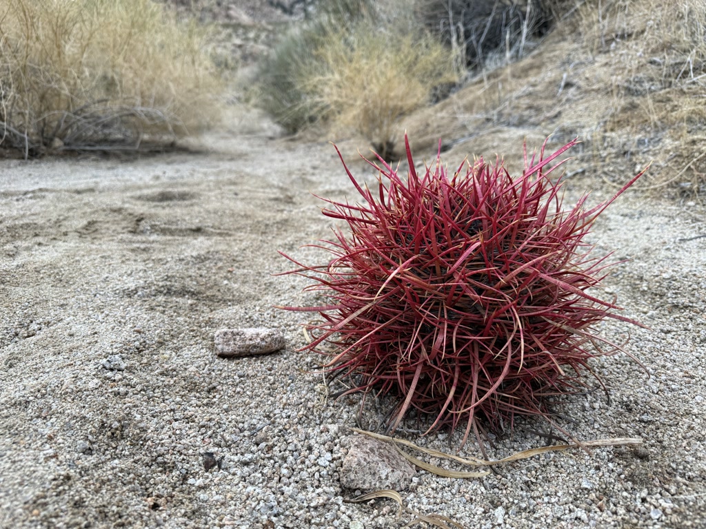 A crimson red cactus with numerous spines is prominently positioned on a bed of pale sandy gravel. The scene is set in a desert environment with dry, wispy vegetation surrounding the area and an open, winding trail leading into the background. There are no visible signs of wildlife or human interference, giving the impression of a secluded and untouched natural habitat.