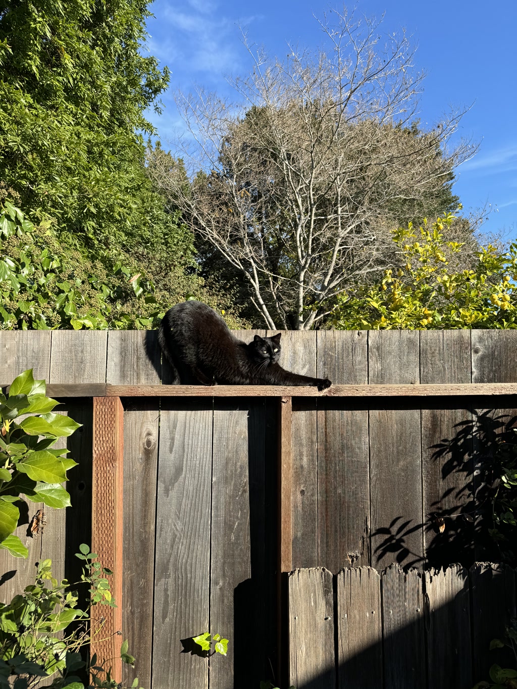 A black cat is perched on a weathered wooden fence, gazing outwards. The fence is lined with lush green foliage on the left and the shadows of leaves are cast on the fence by the bright sunlight. Behind the fence, a tree with bare branches stands against a clear blue sky. Specks of yellow and green vegetation are scattered around, indicating a garden setting in full daylight.